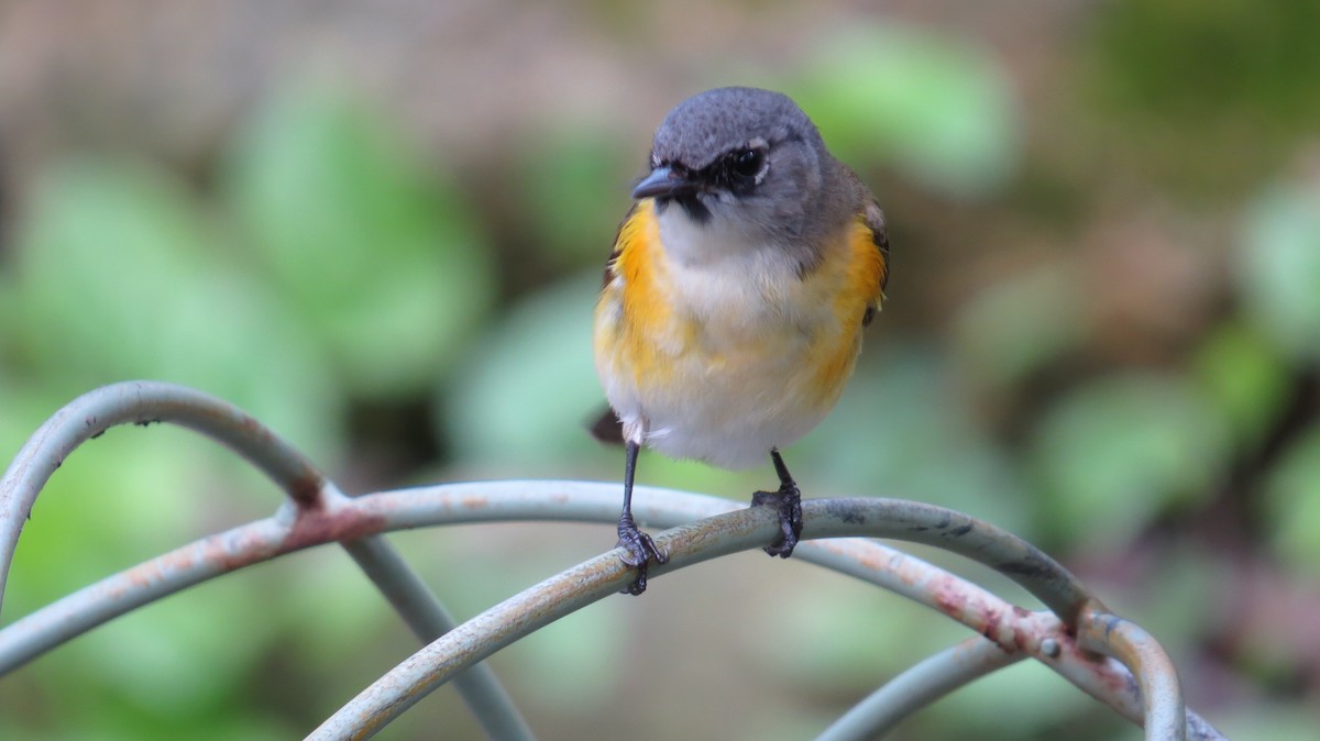 Kızıl Kuyruklu Ötleğen - ML647472570