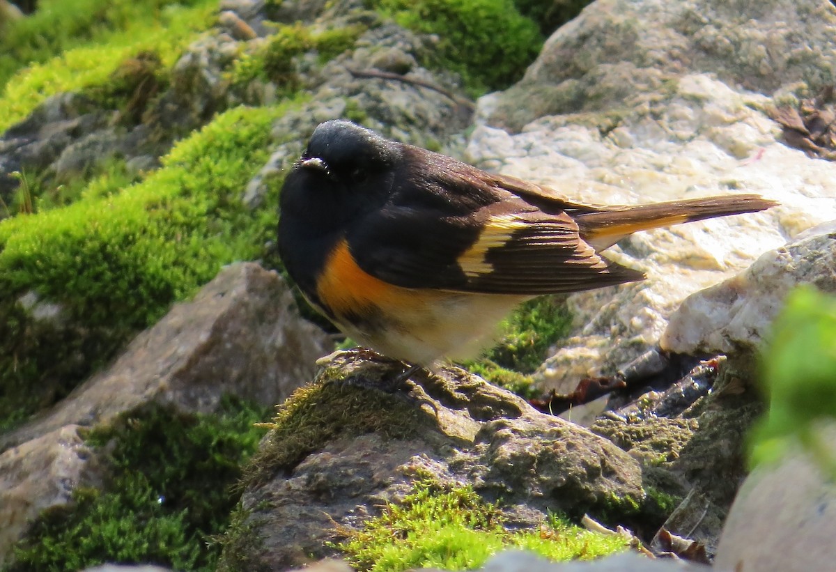 Kızıl Kuyruklu Ötleğen - ML647472571