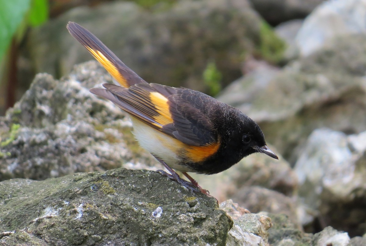 Kızıl Kuyruklu Ötleğen - ML647472572