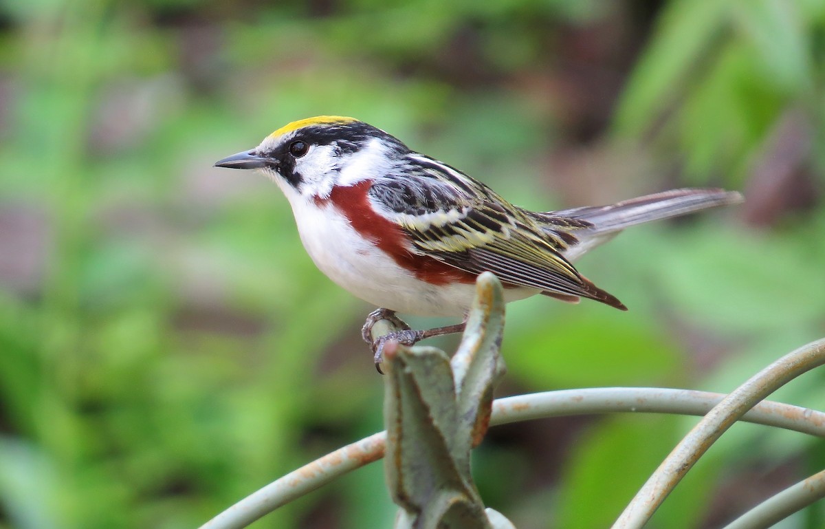 Chestnut-sided Warbler - ML647472573