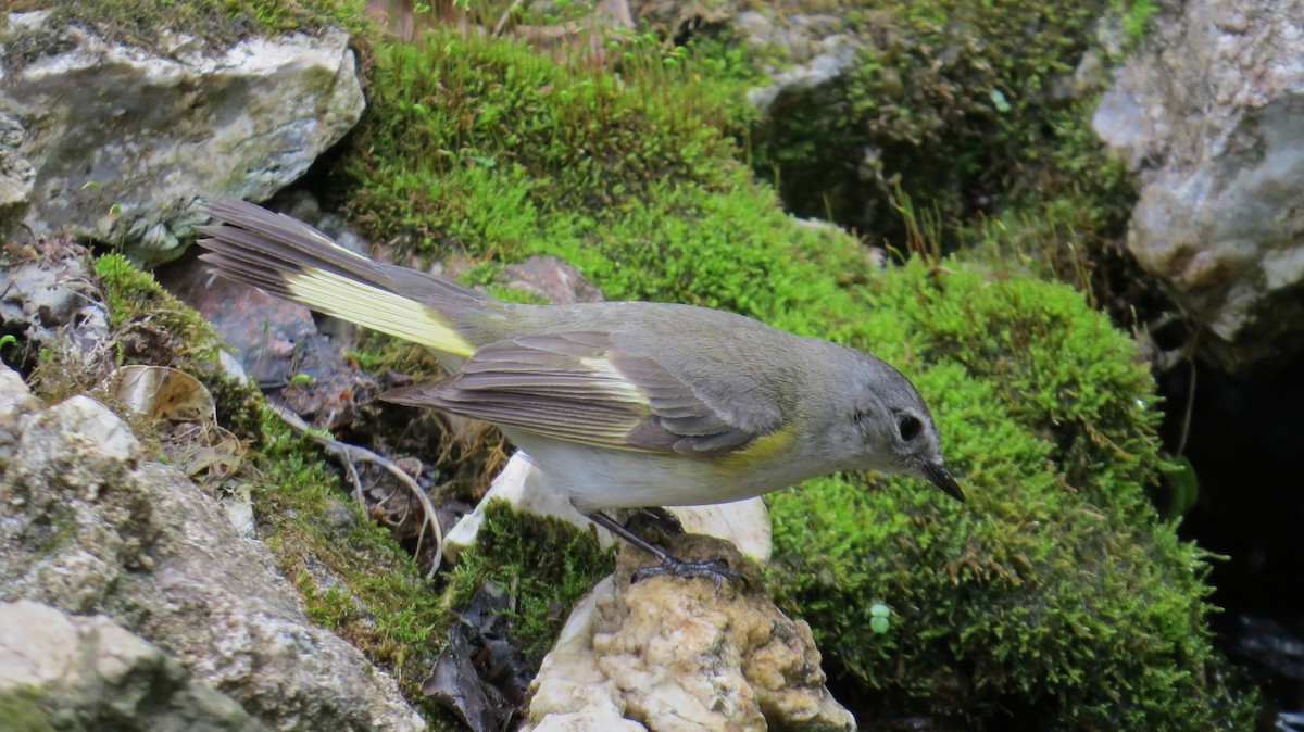 Kızıl Kuyruklu Ötleğen - ML647472574