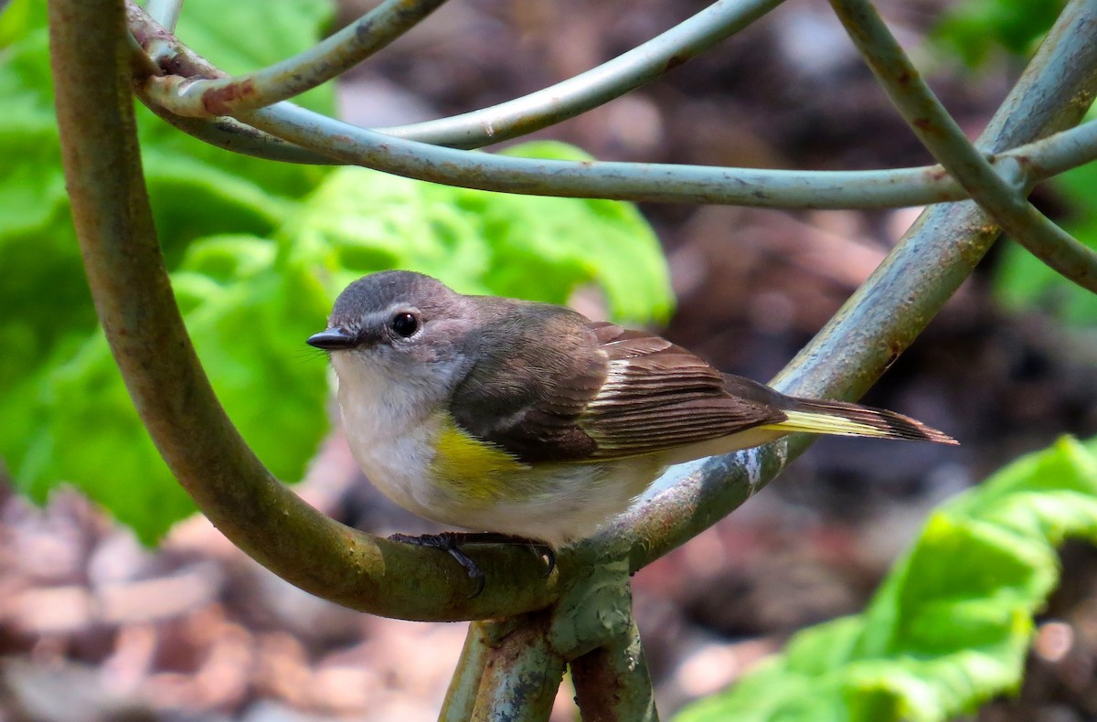 Kızıl Kuyruklu Ötleğen - ML647472575