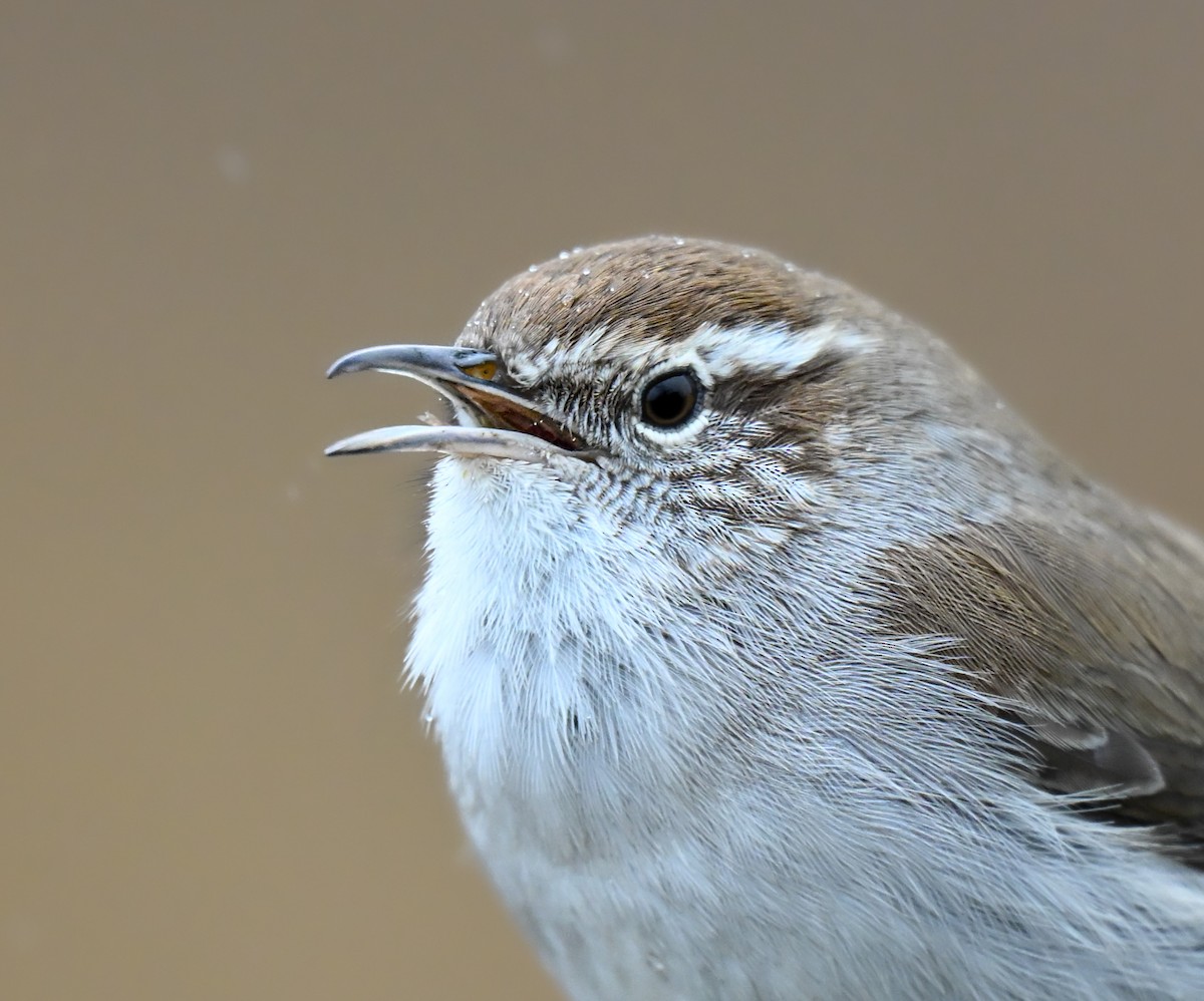 Troglodyte de Bewick - ML647472580