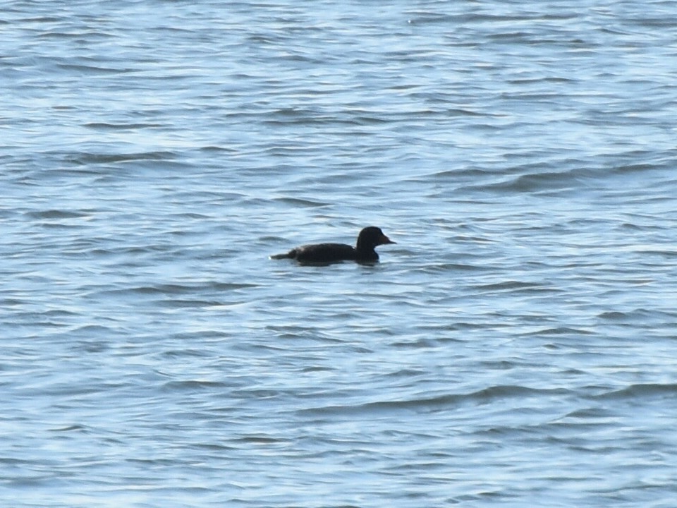 amerikasvartand - ML647472581