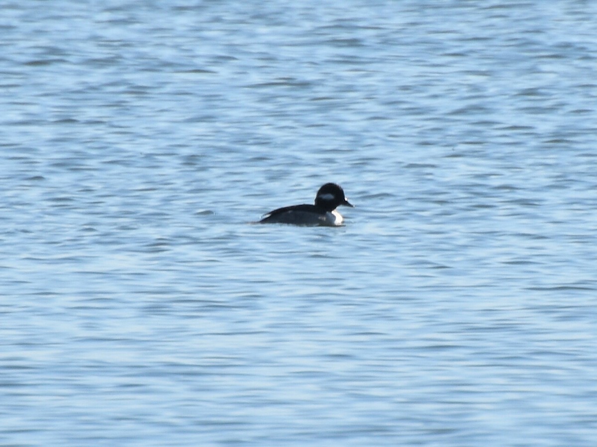 Гоголь-головастик - ML647472586