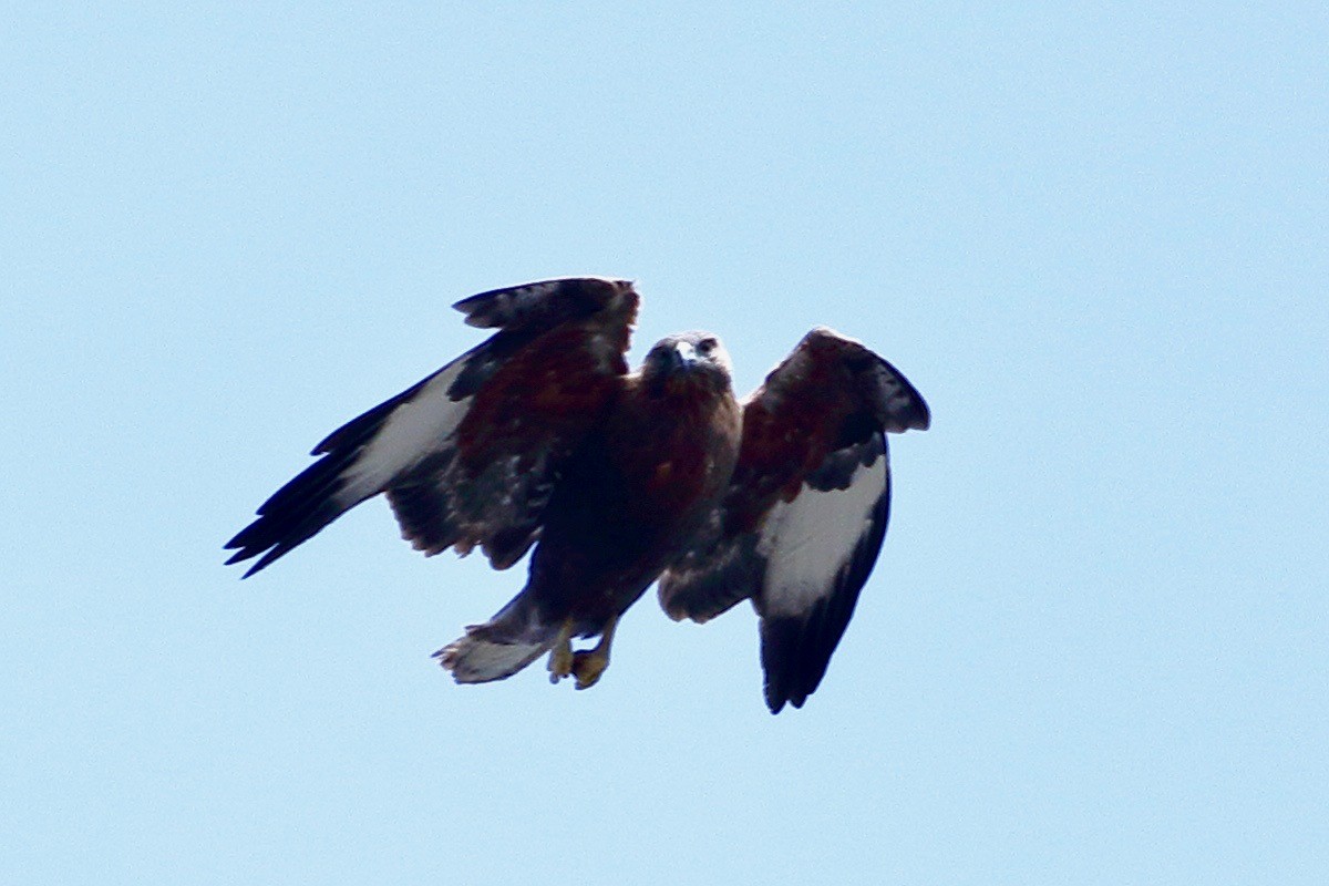 Himalayan Buzzard - ML647472588