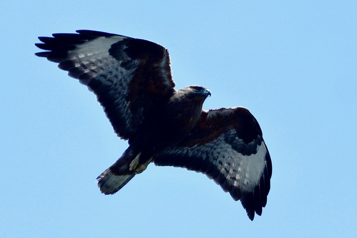 Himalayan Buzzard - ML647472598