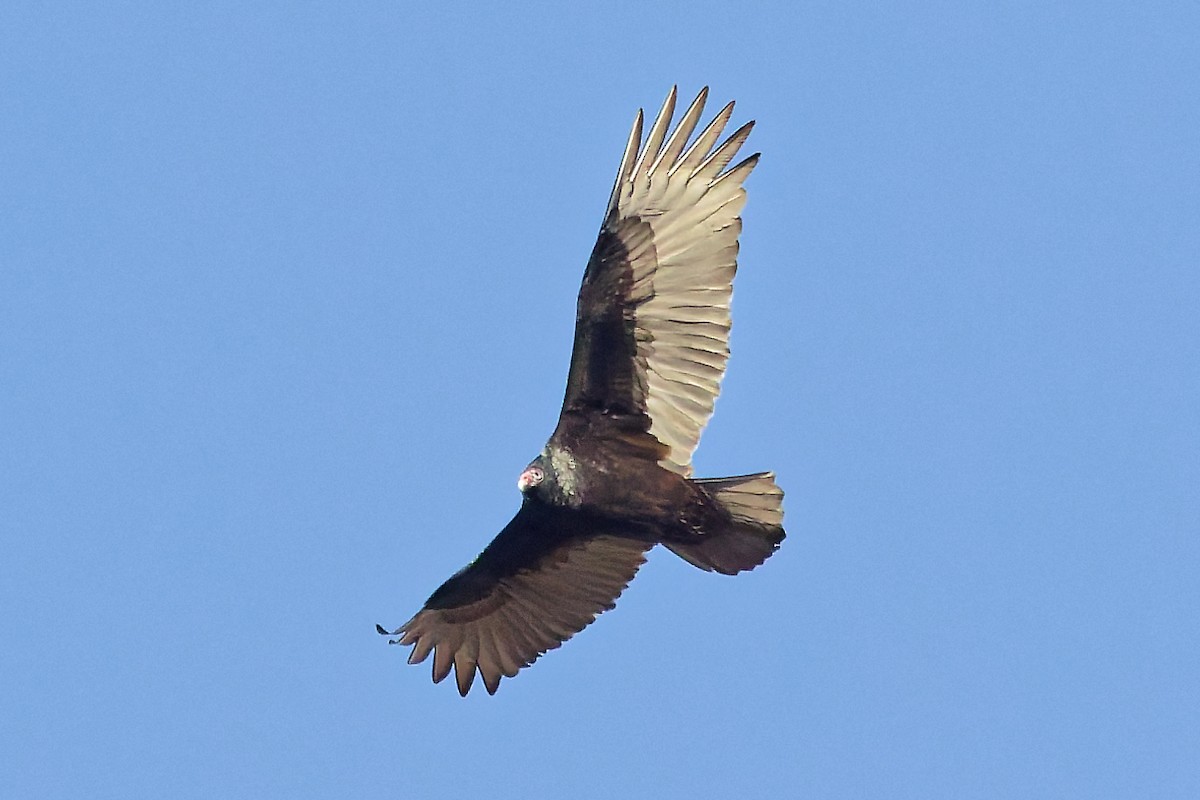 Turkey Vulture - ML647472606