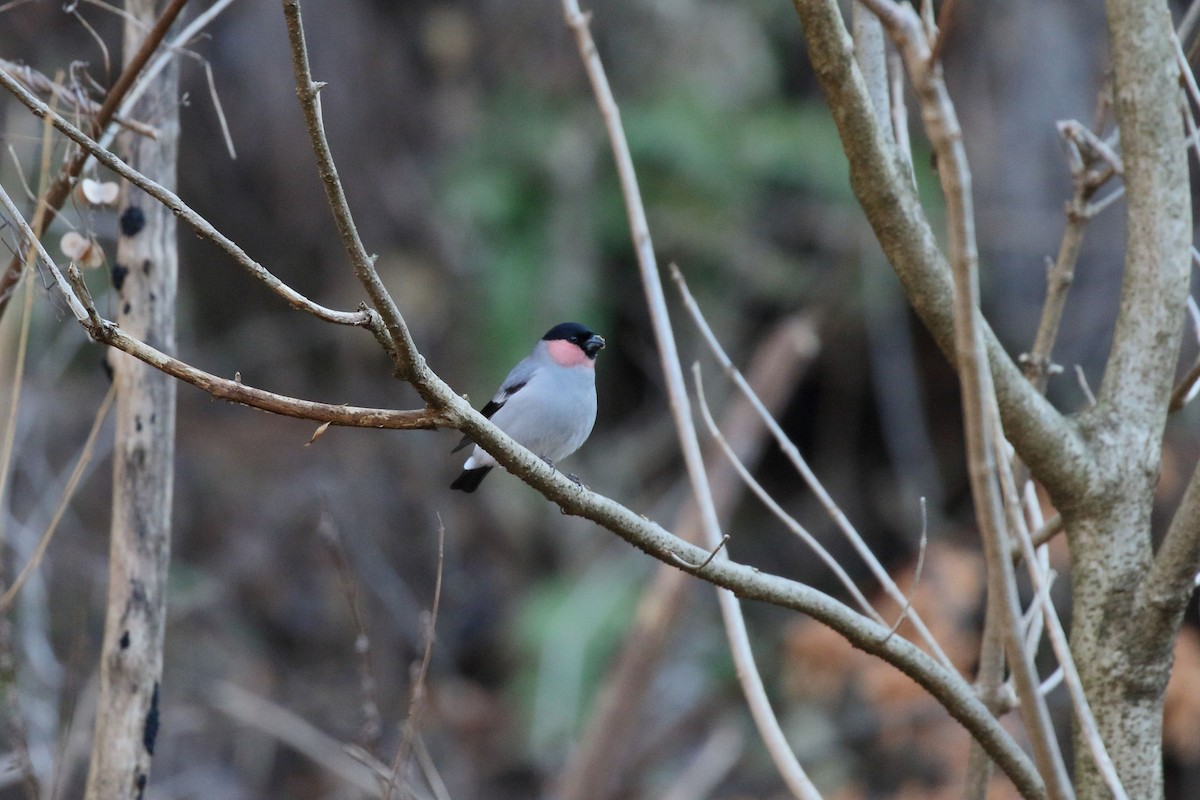 歐亞鷽 - ML647472610