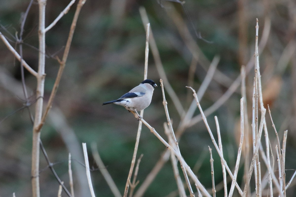 歐亞鷽 - ML647472611