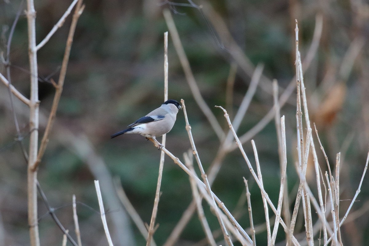 歐亞鷽 - ML647472612