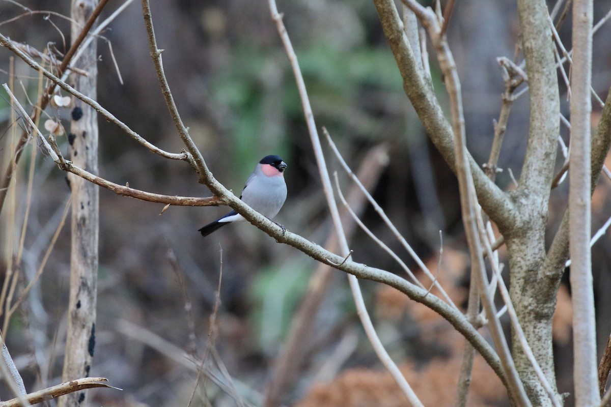歐亞鷽 - ML647472613