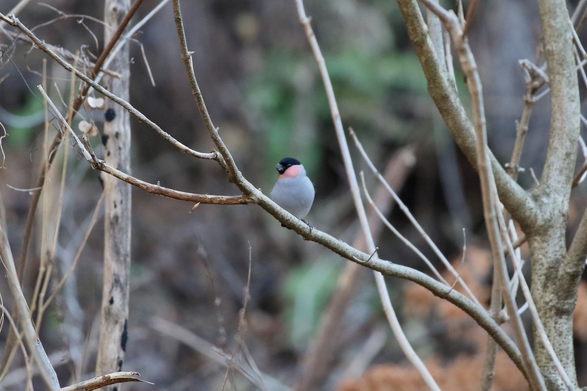 歐亞鷽 - ML647472614
