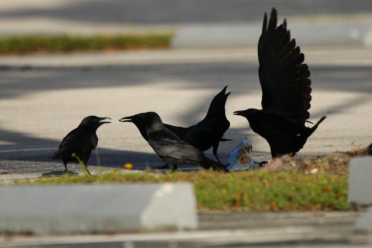 ウオガラス - ML647472618