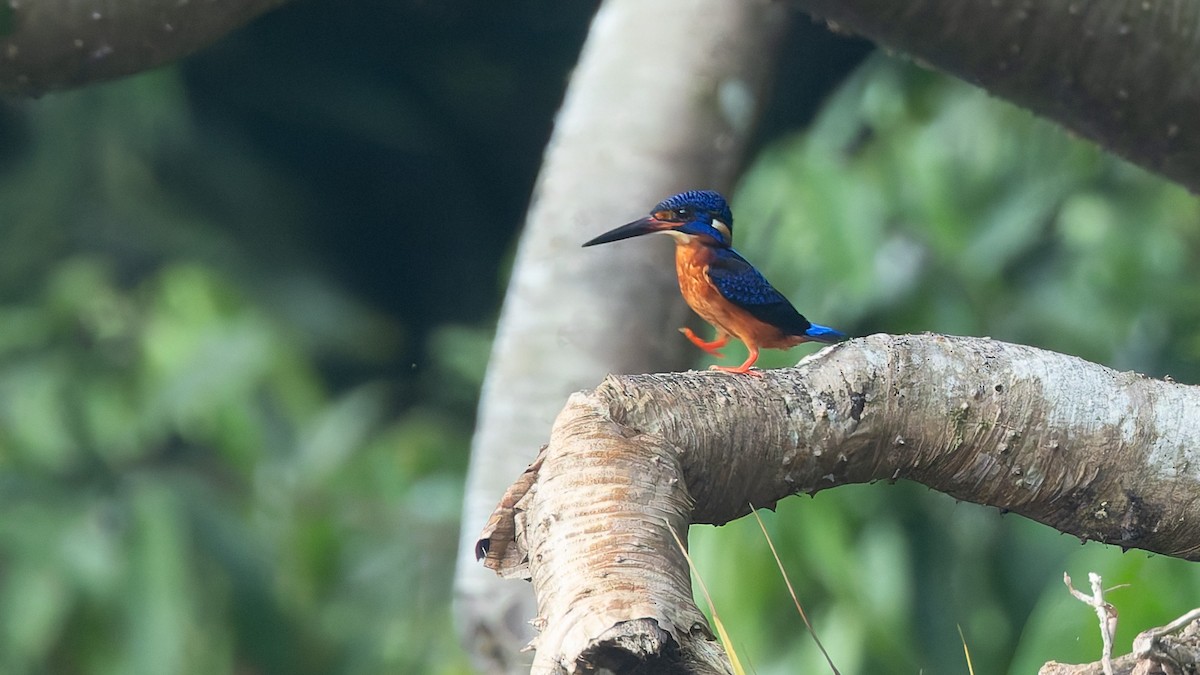 Рибалочка темно-синій - ML647472639