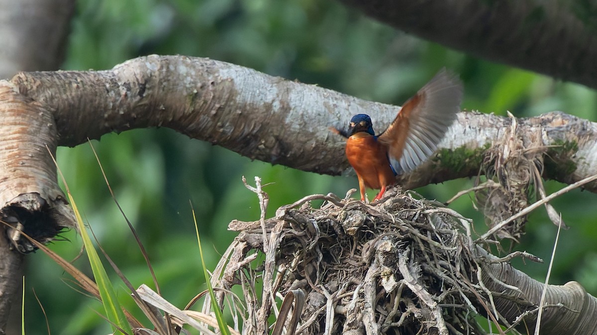Рибалочка темно-синій - ML647472640