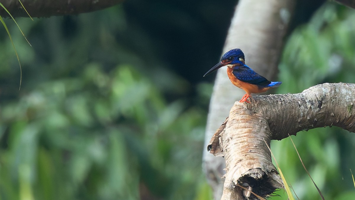 Рибалочка темно-синій - ML647472641