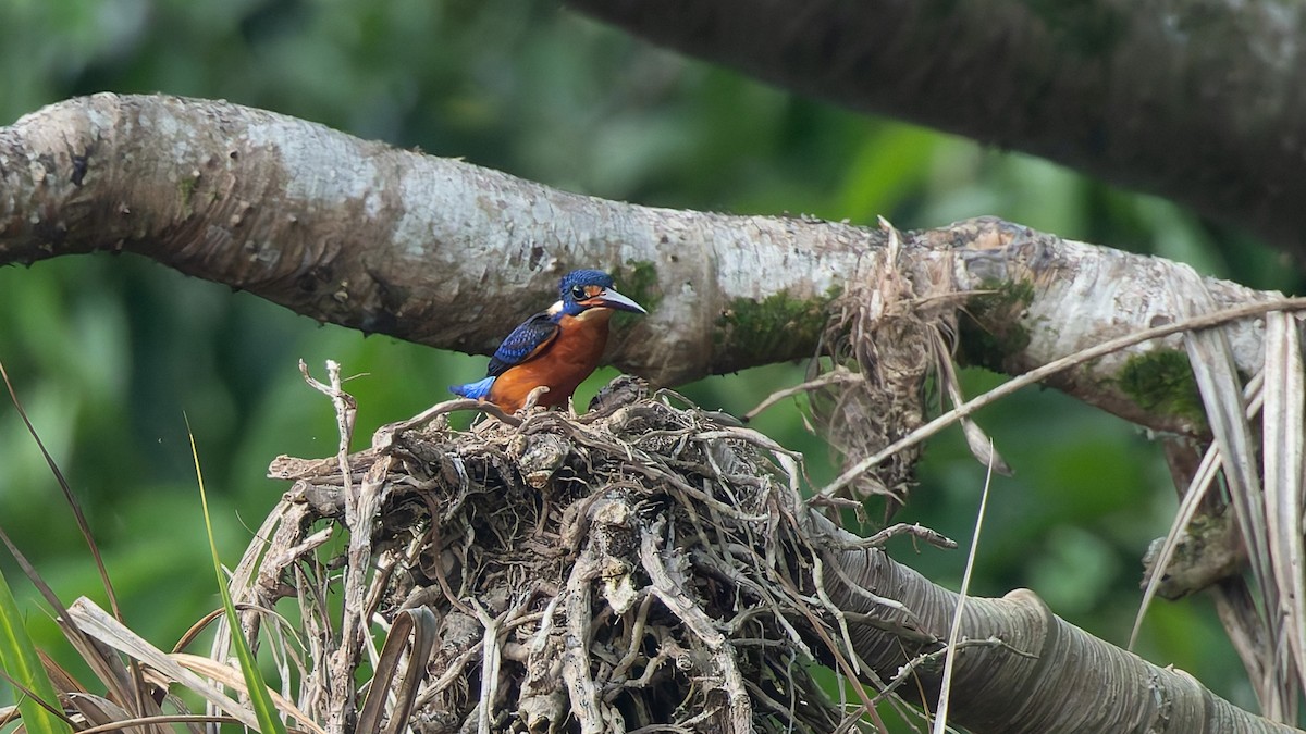 Рибалочка темно-синій - ML647472642