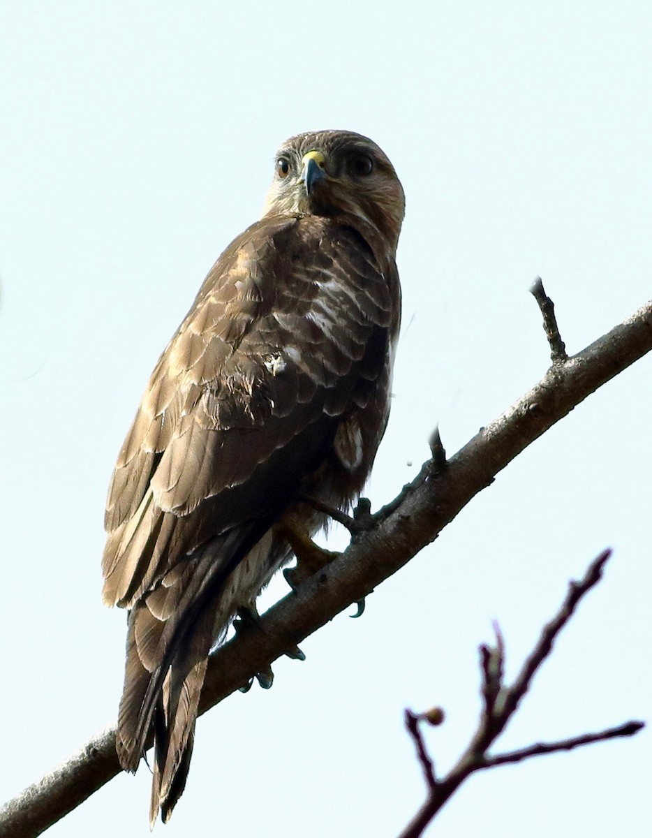 Himalayan Buzzard - ML647472672