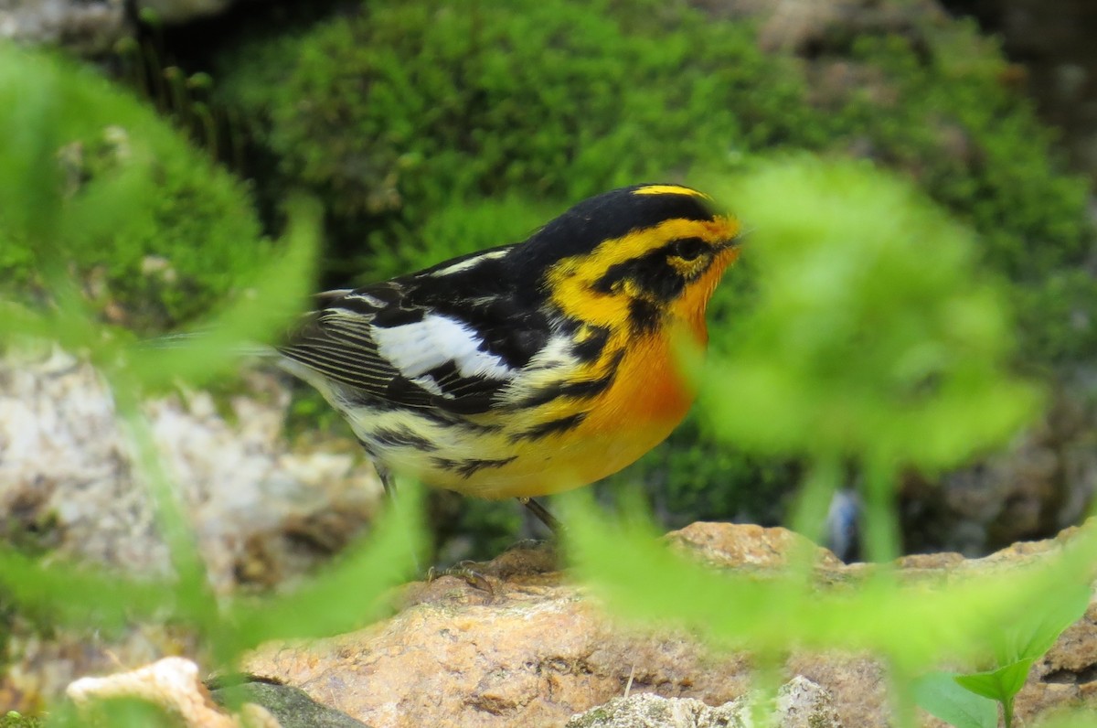 Reinita Gorjinaranja - ML647472675