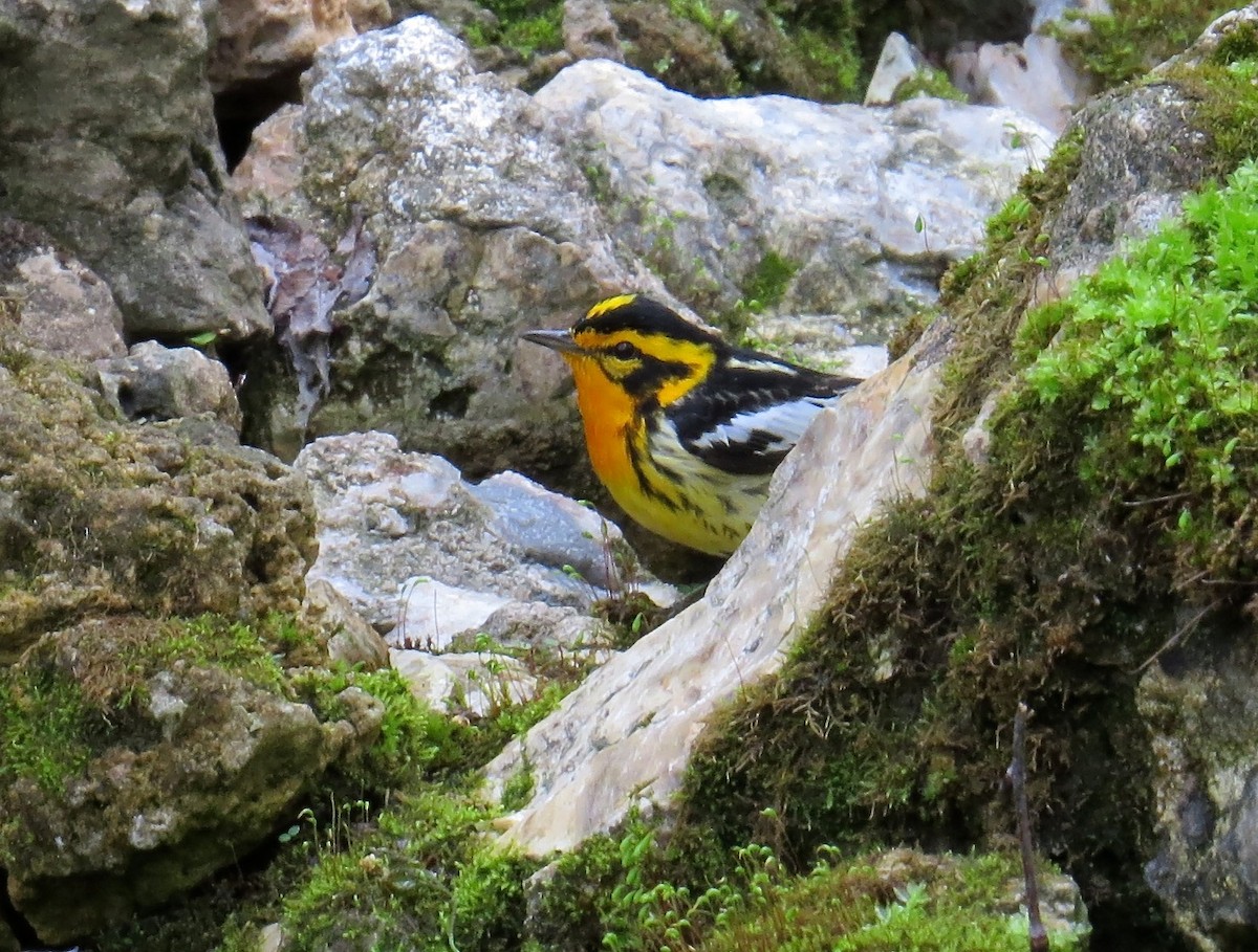 Reinita Gorjinaranja - ML647472676