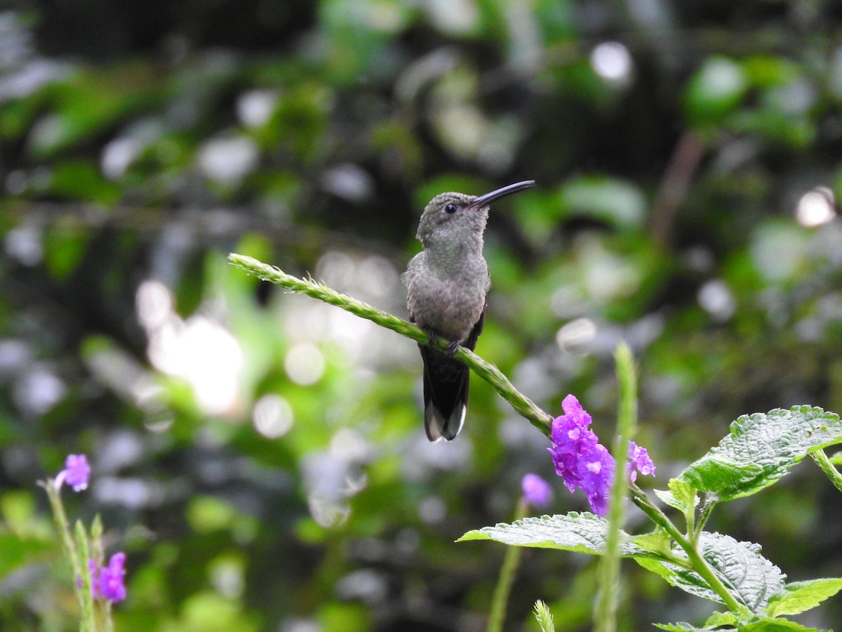 Scaly-breasted Hummingbird - ML647472678