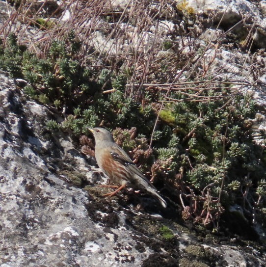 Альпийская завирушка - ML647472715