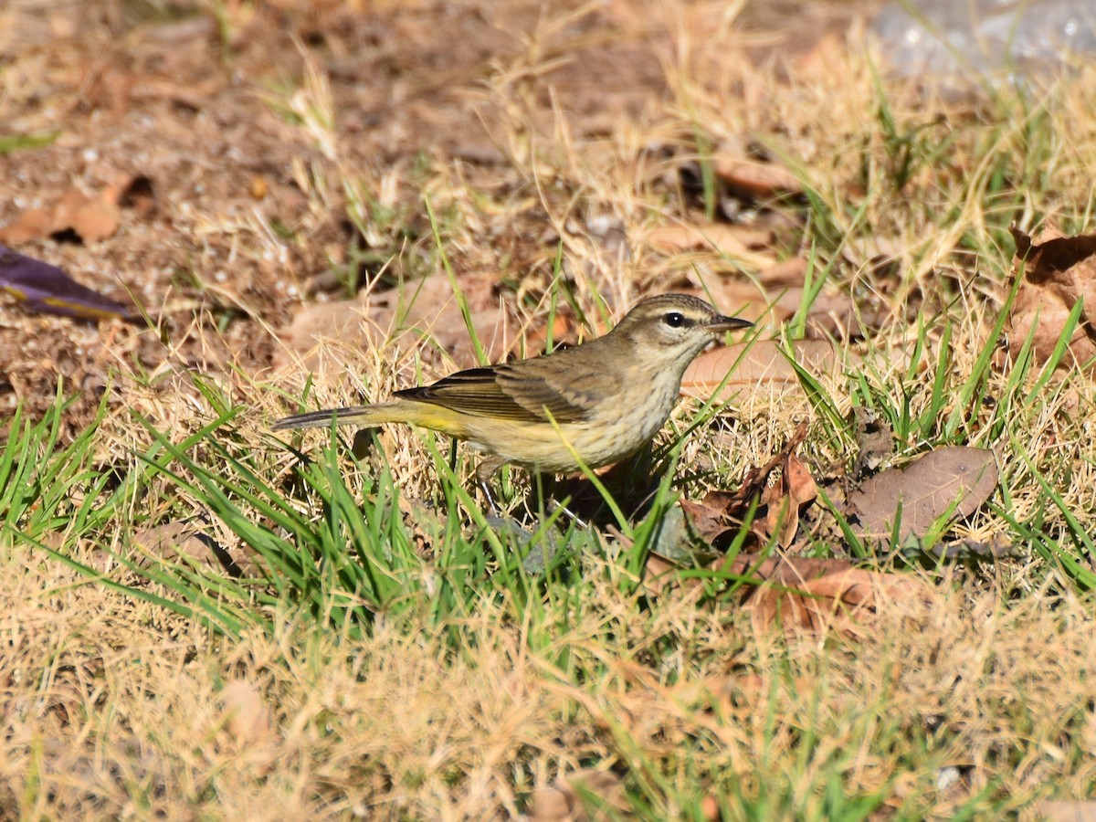Пальмовая древесница - ML647472736