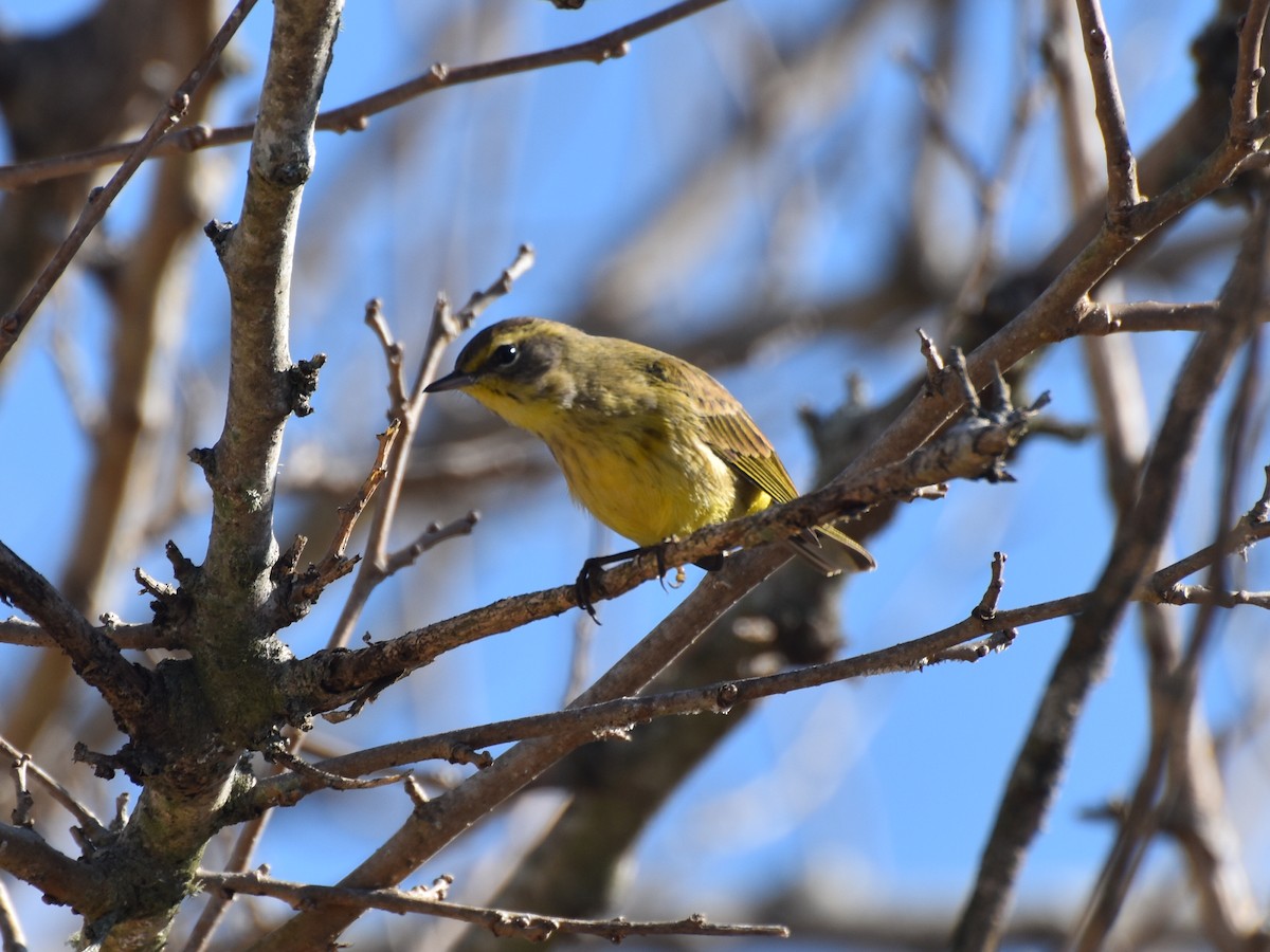 Пальмовая древесница - ML647472737
