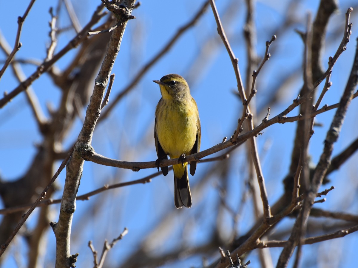 Пальмовая древесница - ML647472738