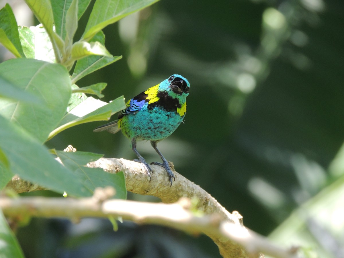 Зеленоголовая танагра - ML647472742