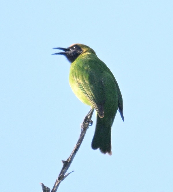 Золотолобая листовка - ML647472743