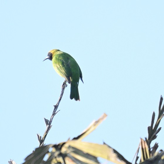 Золотолобая листовка - ML647472744