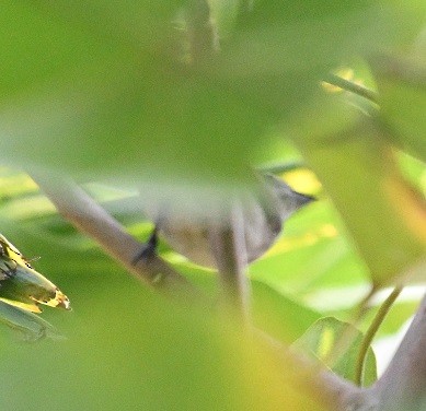 Passeriformes sp. (Old World warbler sp.) - ML647472745