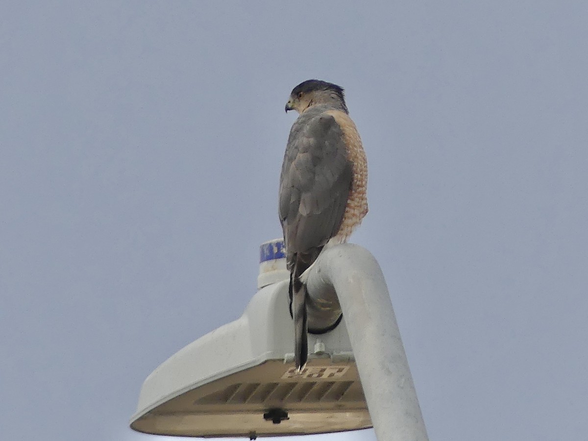 Куперов ястреб - ML647472746