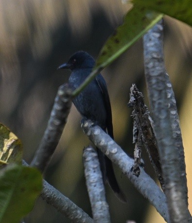 Пепельный дронго - ML647472747
