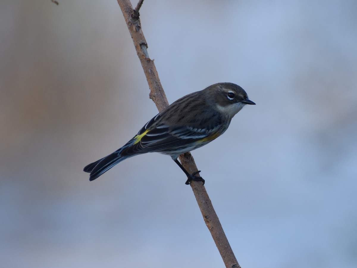 Миртовый певун - ML647472748