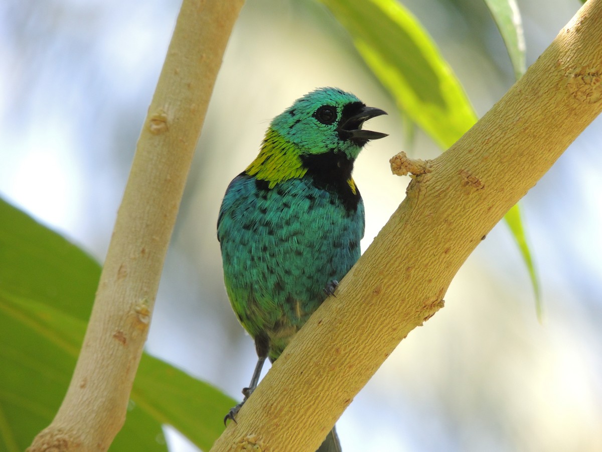 Зеленоголовая танагра - ML647472749