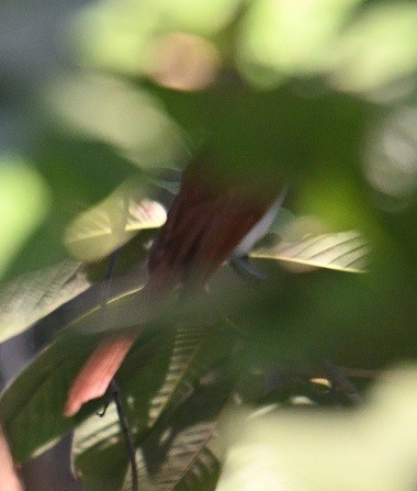 Райская мухоловка - ML647472750