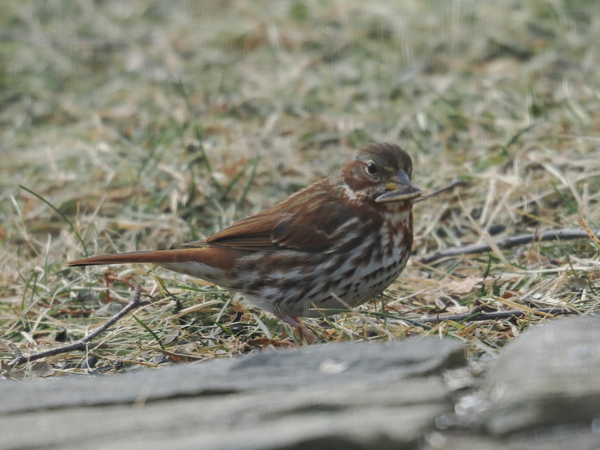 Пестрогрудая овсянка - ML647472752