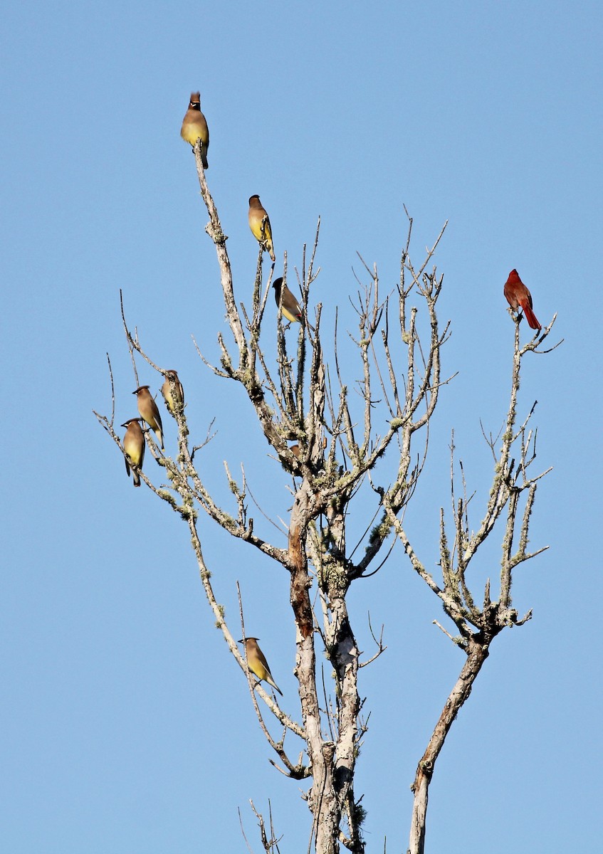 Кедровый свиристель - ML647472753