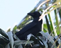 Большеклювая ворона - ML647472754