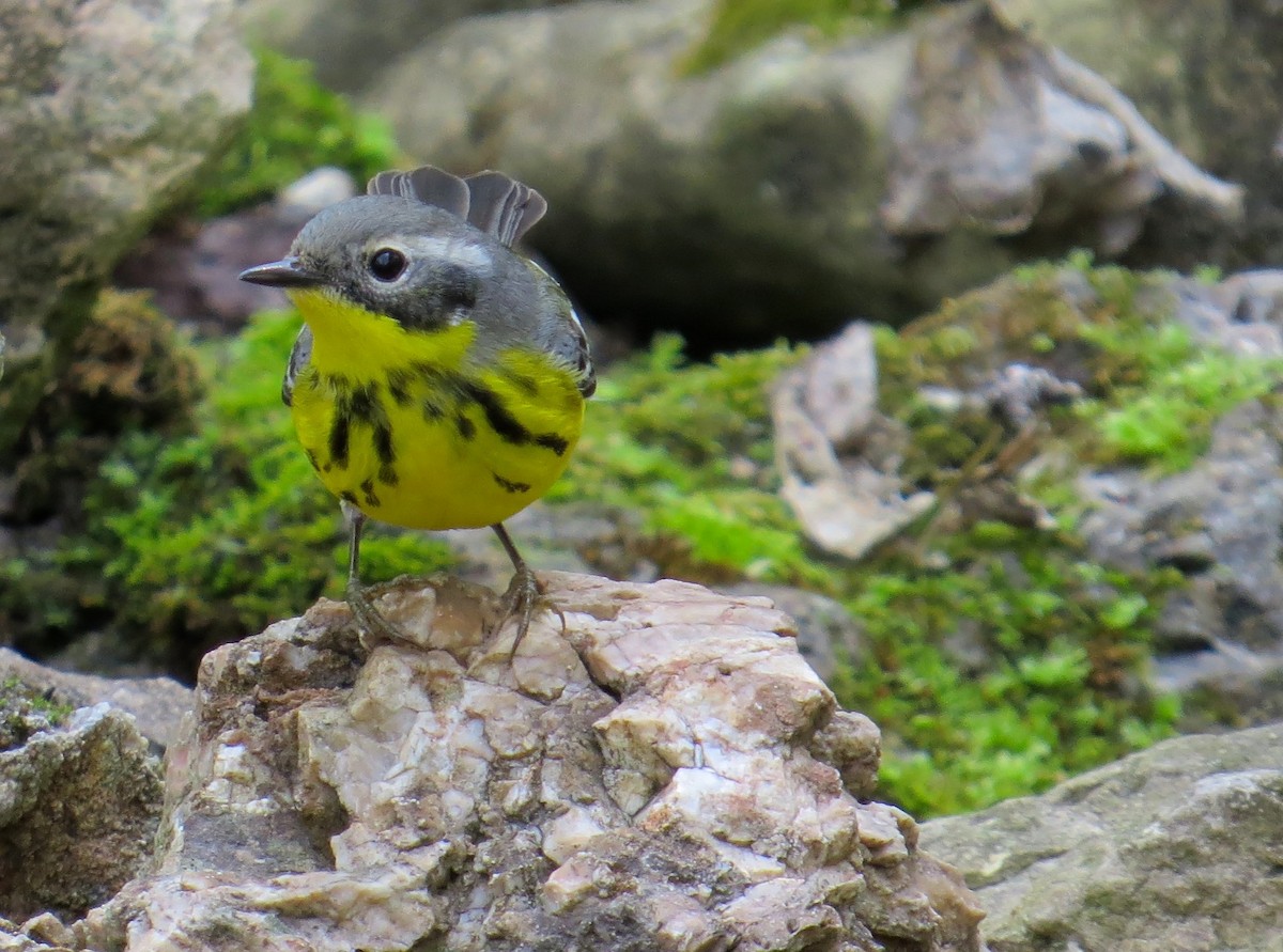 Магнолиевая древесница - ML647472755