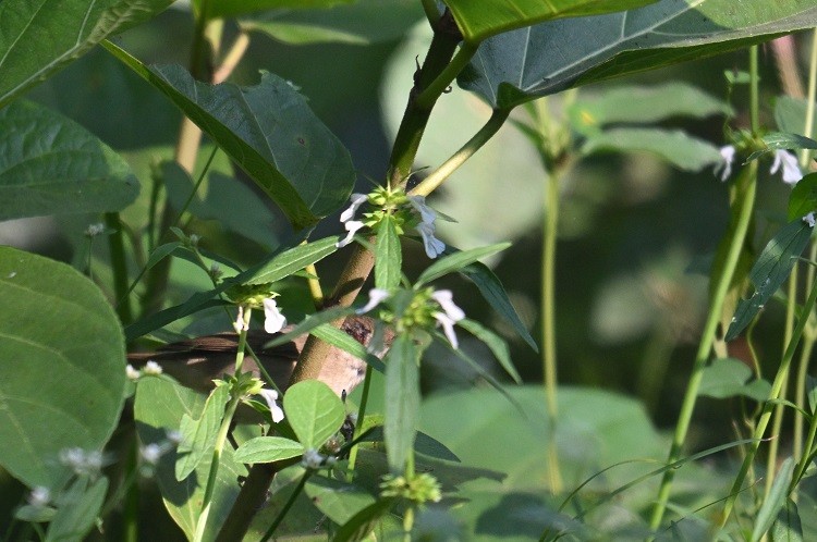 Садовая камышевка - ML647472756