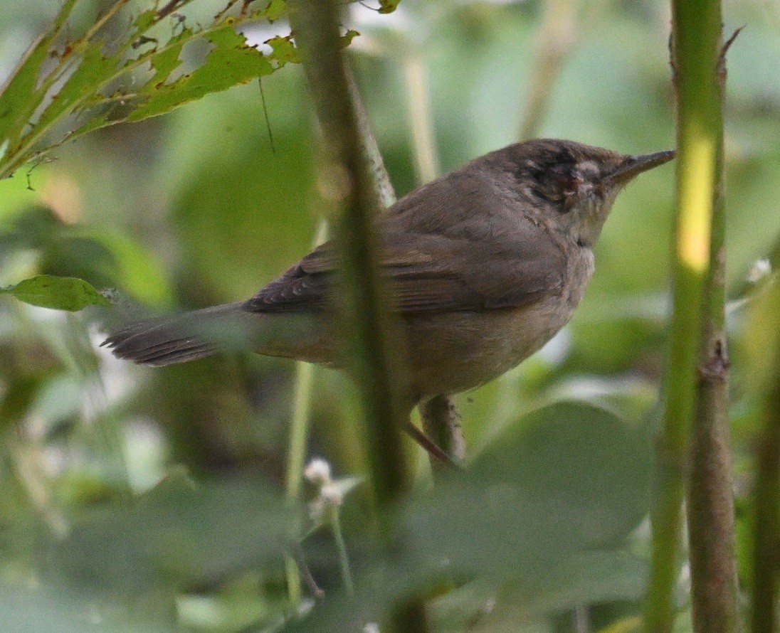 Садовая камышевка - ML647472757