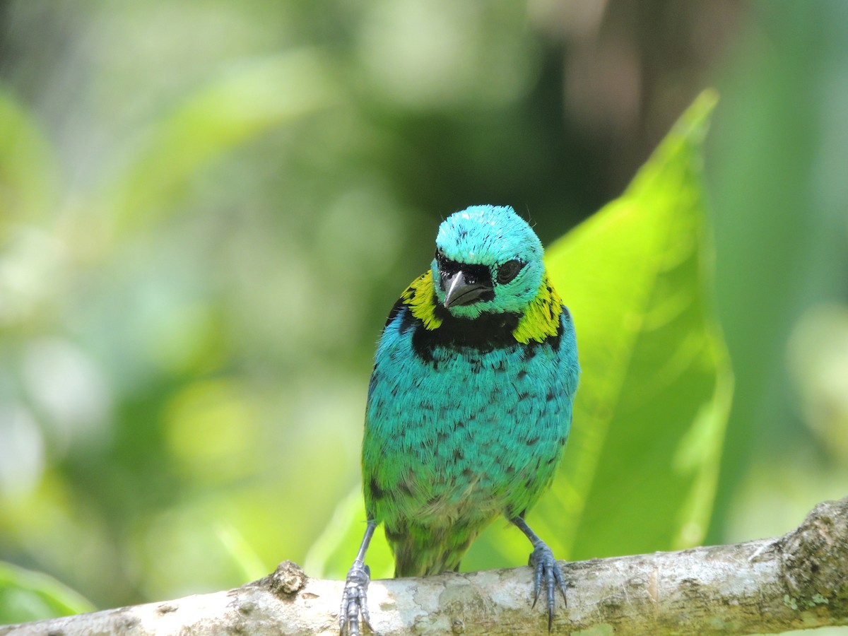 Зеленоголовая танагра - ML647472759