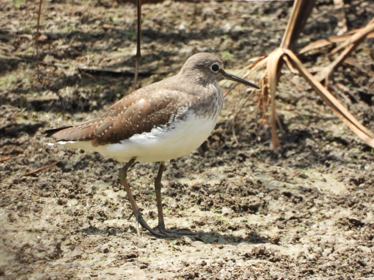 Черныш - ML647472761