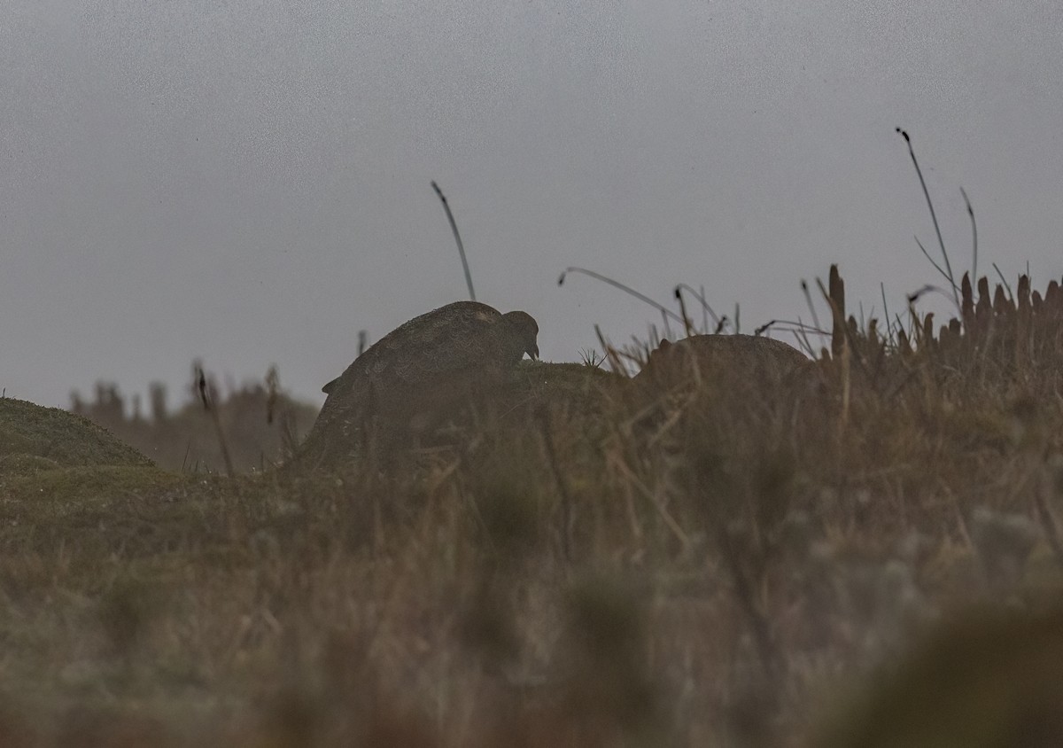 Краснобрюхий зобатый бегунок - ML647472763