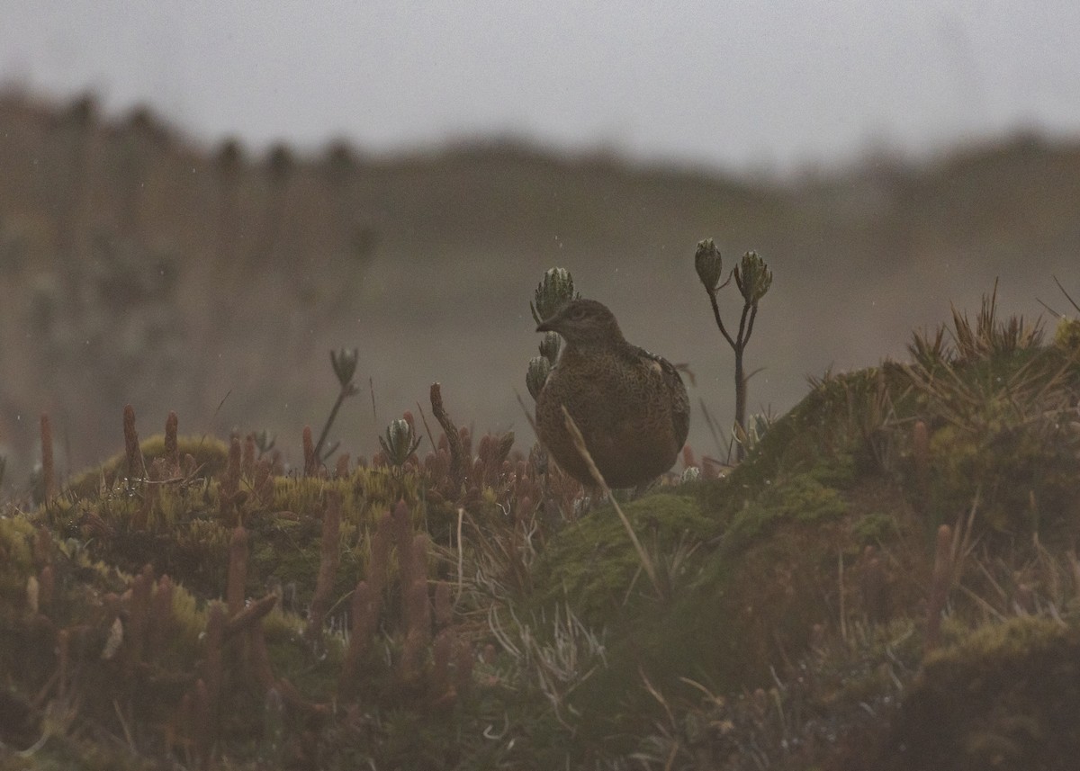 Краснобрюхий зобатый бегунок - ML647472764