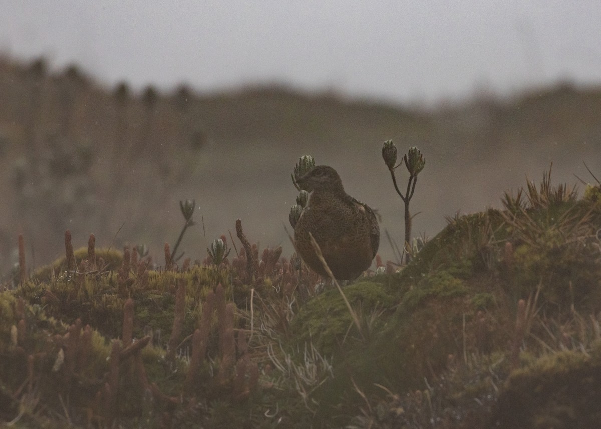 Краснобрюхий зобатый бегунок - ML647472765